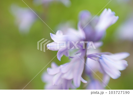 幻想的なソバナの花のイメージ 103727190