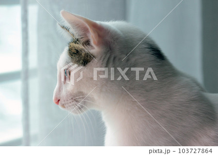 Daily concept of Japanese Bobtail cat living at home 103727864