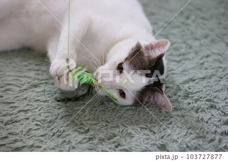 Daily concept of Japanese Bobtail cat living at home Daily concept of Japanese Bobtail cat living at home 103727877