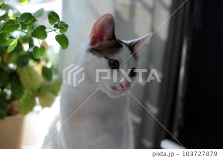 Daily concept of Japanese Bobtail cat living at home Daily concept of Japanese Bobtail cat living at home 103727879