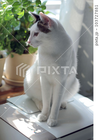 Daily concept of Japanese Bobtail cat living at home 103727881