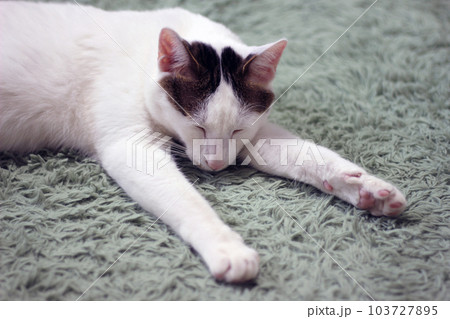 Daily concept of Japanese Bobtail cat living at home 103727895