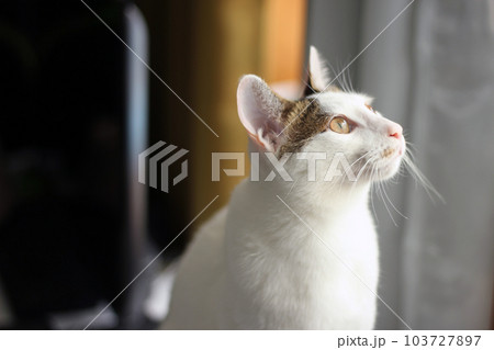 Daily concept of Japanese Bobtail cat living at home Daily concept of Japanese Bobtail cat living at home 103727897