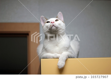 Daily concept of Japanese Bobtail cat living at home Daily concept of Japanese Bobtail cat living at home 103727907