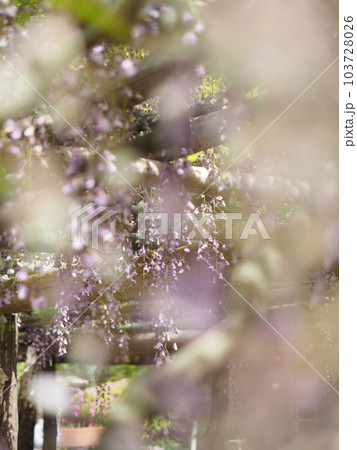 籐花園の藤棚 籐花園の藤棚 103728026