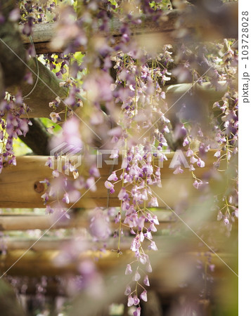 籐花園の藤棚 103728028