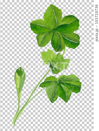 Alchemilla is a perennial creeping herbaceous plant of the Rosaceae family. Watercolor illustration. Artistic design of a medicinal plant for women's health. Ideal for blog posts and print 103728736