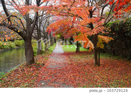 宇治川派流の秋 103729128