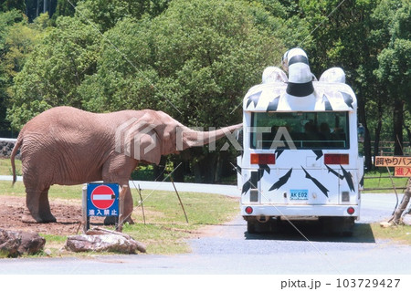 【山口県】秋吉台自然動物公園サファリランド アフリカゾウとエサやりバス 【山口県】秋吉台自然動物公園サファリランド アフリカゾウとエサやりバス 103729427