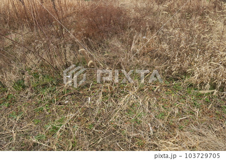 冬の枯れ野風景 103729705
