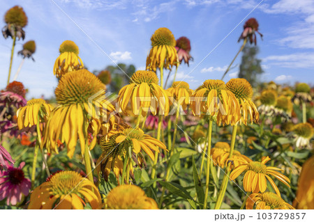 The bright yellow flowers of Echinacea purpurea 'Sombrero Yellow', in close up, in a natural outdoor setting. Cone flower. The bright yellow flowers of Echinacea purpurea 'Sombrero Yellow', in close up, in a natural outdoor setting. Cone flower. 103729857