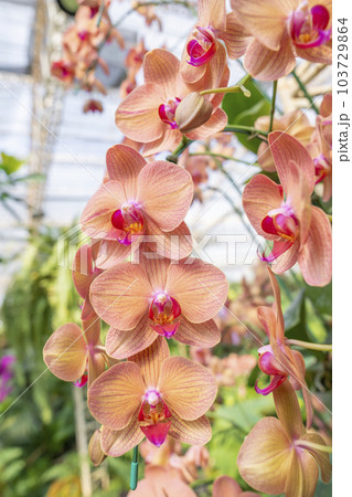 Close up the orchids bouquet with natural background, beautiful blooming orchid flower in the garden. Close up the orchids bouquet with natural background, beautiful blooming orchid flower in the garden. 103729864