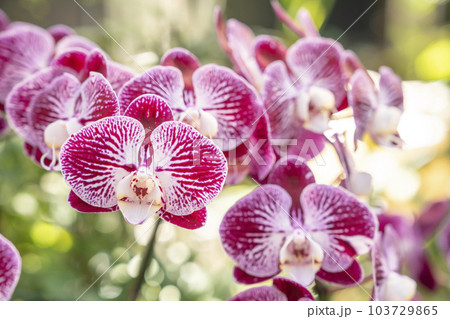 Close-up the orchid flower in garden at winter or spring day, Phalaenopsis orchid. Close-up the orchid flower in garden at winter or spring day, Phalaenopsis orchid. 103729865