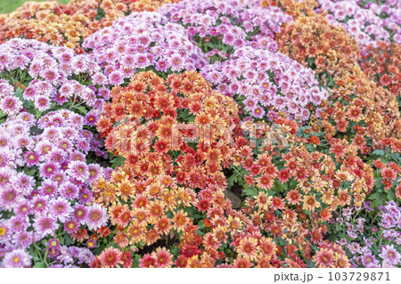 The full frame photograph of a variety of different colored chrysanthemum flowers. 103729871