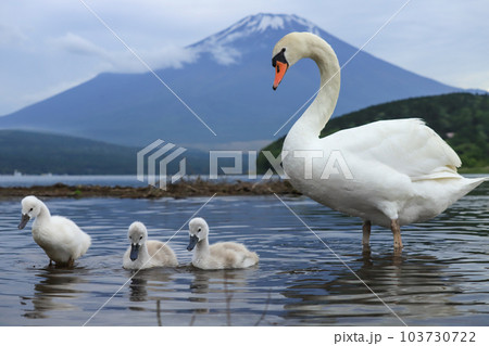 山中湖　コブハクチョウ　親子 103730722