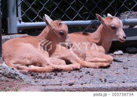 バーバリーシープの赤ちゃん 103730734