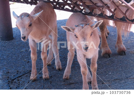 バーバリーシープの赤ちゃん 103730736