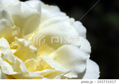 白いバラの花と花びらテクスチャー（マクロレンズ使用・屋外自然光・接写写真） 103731017