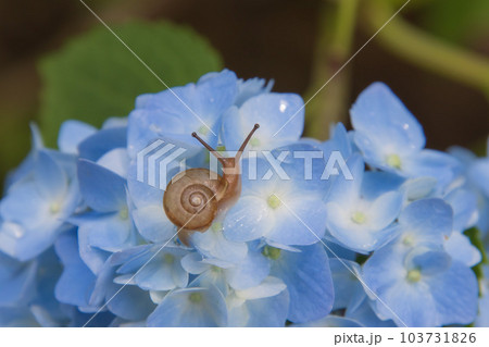 カタツムリとアジサイ 103731826
