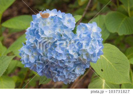 カタツムリとアジサイ 103731827