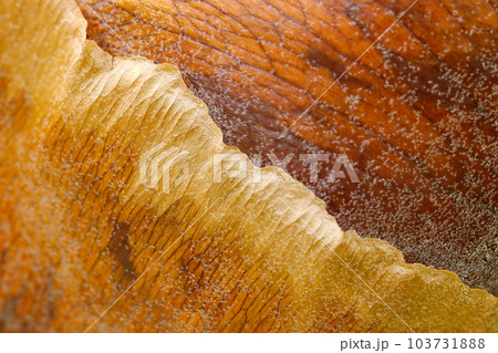 なめし革のような色と風合いの着生植物「ビカクシダ(コウモリラン)」外套葉テクスチャー(マクロ撮影) なめし革のような色と風合いの着生植物「ビカクシダ(コウモリラン)」外套葉テクスチャー(マクロ撮影) 103731888