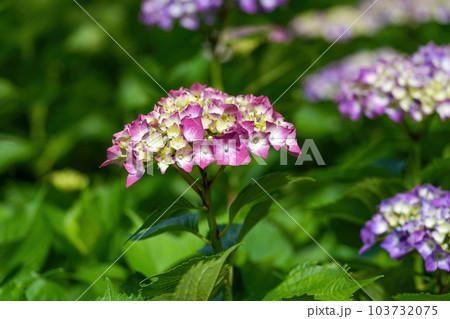 ちょうど見頃の赤紫のグラデーションがきれいなアジサイの花 ちょうど見頃の赤紫のグラデーションがきれいなアジサイの花 103732075
