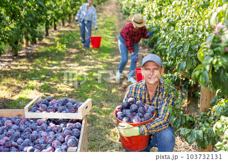 Man squatting beside trees with bucket full of plums Man squatting beside trees with bucket full of plums 103732131