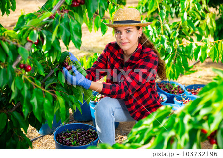 Positive woman harvesting ripe cherry in his orchard on day Positive woman harvesting ripe cherry in his orchard on day 103732196