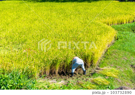 黄金色に実った稲を刈る人 黄金色に実った稲を刈る人 103732890