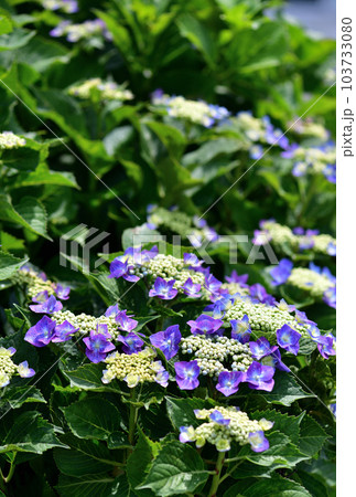 紫陽花開花始まる 紫陽花開花始まる 103733080