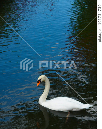 川を泳ぐ白鳥 103734730