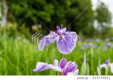 紫色の花菖蒲側面 103734851