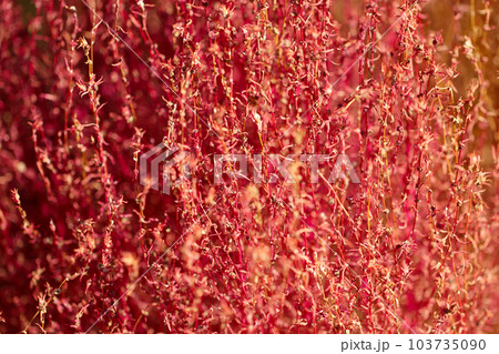 ピンクの紅葉と茶色いドライリーフ化するコキア（ほうき草）の2色の