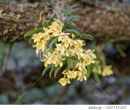着生植物のカヤラン 103735107