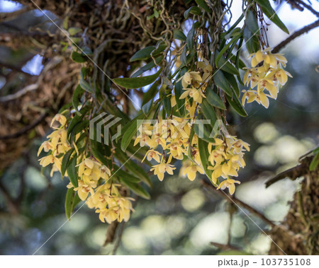 着生植物のカヤラン 着生植物のカヤラン 103735108
