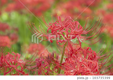 曼珠沙華/彼岸花 曼珠沙華/彼岸花 103735399