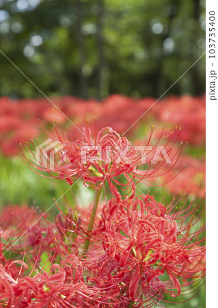 曼珠沙華/彼岸花 103735400