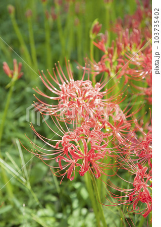 曼珠沙華/彼岸花 曼珠沙華/彼岸花 103735402