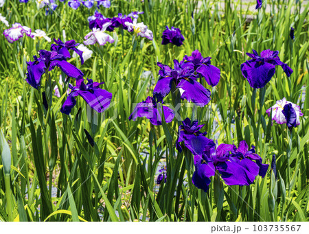 花ショウブ 花ショウブ 103735567