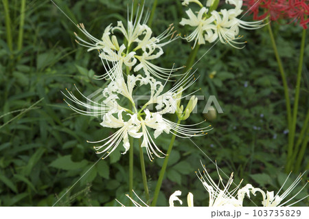 白い曼珠沙華/彼岸花 103735829