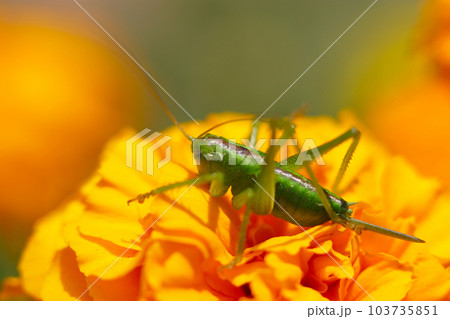 ヤブキリの幼虫がオレンジマリーゴールド花の上で日光浴(マクロレンズ使用・屋外自然光・接写写真) ヤブキリの幼虫がオレンジマリーゴールド花の上で日光浴(マクロレンズ使用・屋外自然光・接写写真) 103735851
