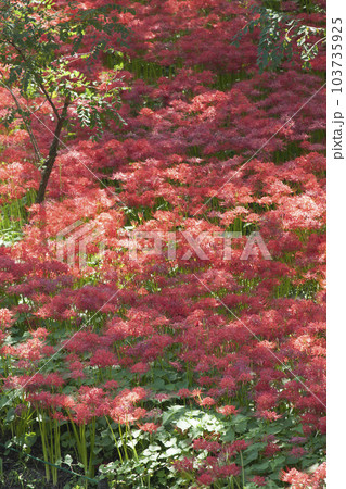 曼珠沙華/彼岸花 103735925