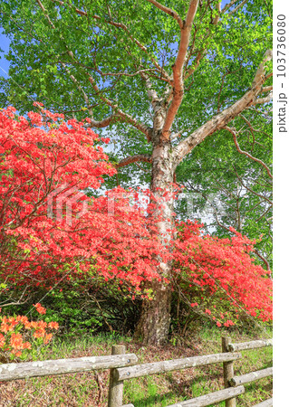 ダケカンバとレンゲツツジ(縦) ダケカンバとレンゲツツジ(縦) 103736080