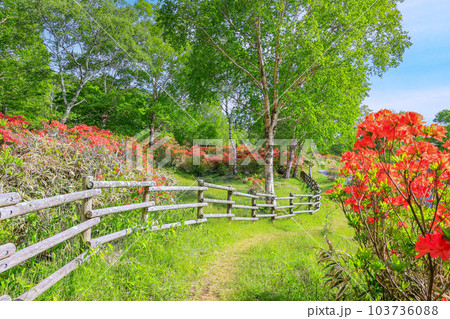 レンゲツツジの散歩道 103736088