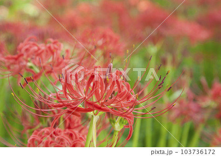 曼珠沙華/彼岸花 曼珠沙華/彼岸花 103736172