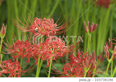 曼珠沙華/彼岸花 曼珠沙華/彼岸花 103736190