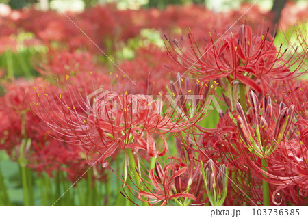 曼珠沙華/彼岸花 曼珠沙華/彼岸花 103736385
