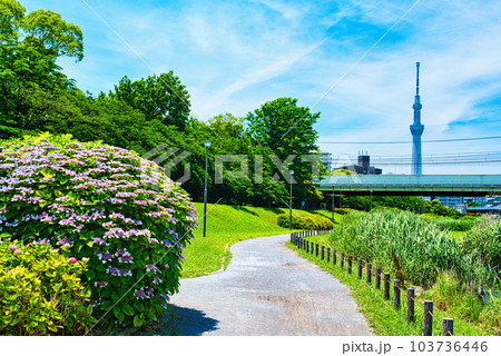 旧中川水辺公園周辺の紫陽花とスカイツリーの風景 旧中川水辺公園周辺の紫陽花とスカイツリーの風景 103736446