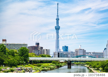 旧中川水辺公園周辺の紫陽花とスカイツリーの風景 旧中川水辺公園周辺の紫陽花とスカイツリーの風景 103736466