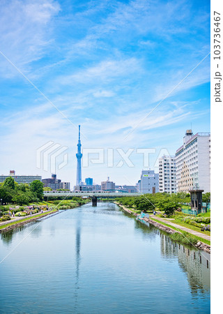 旧中川水辺公園周辺の紫陽花とスカイツリーの風景 旧中川水辺公園周辺の紫陽花とスカイツリーの風景 103736467